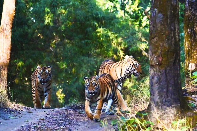 Visit Ranthambore Skip-the-Line Tiger Safari in Sharing Canter in Ranthambore National Park, India