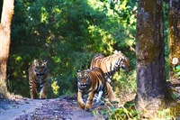 Khajurahoから、Tiger Safariとの終日観光ツアー - Housity