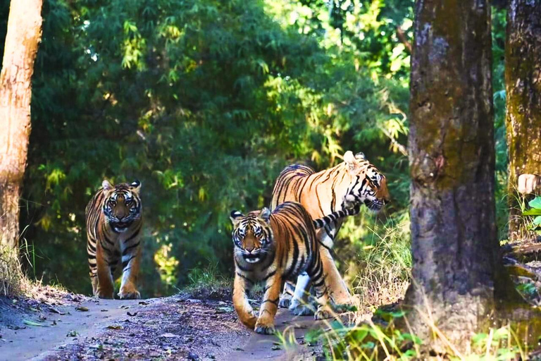 Radżastan: Prywatne safari jeepem w Parku Narodowym Ranthambore