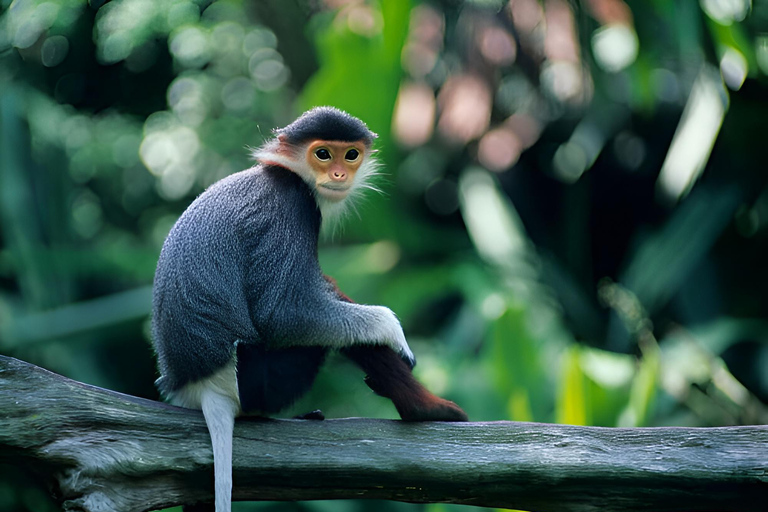 From Da Nang: Wildlife watching, Douc Langurs watching