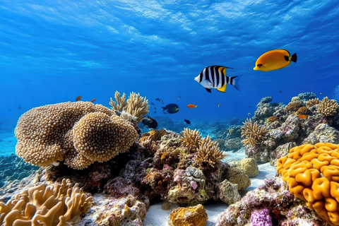 Hurghada: All-Inclusive Elite VIP Dolphin House & Massage Including Transfer from Hurghada