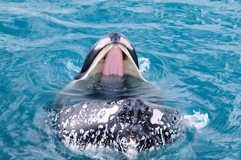 Hervey Bay: Half-Day Whale Watching Cruise Hervey Bay: Half Day Exciting Whale Watching Adventure
