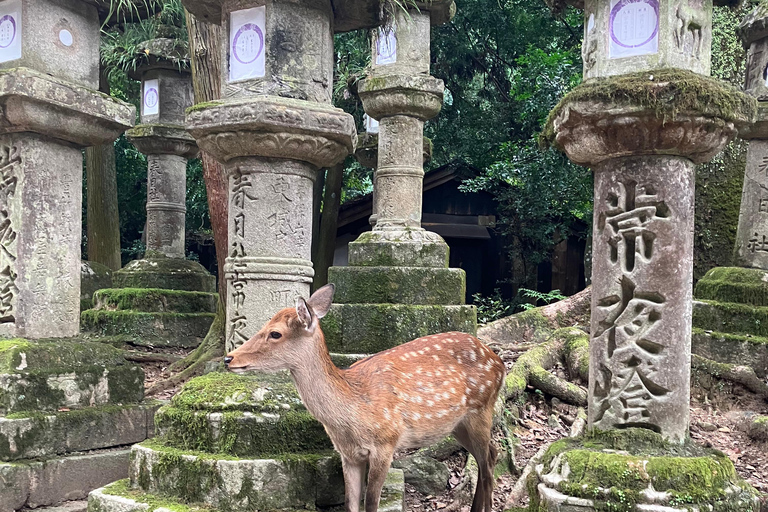 De Kyoto: Tour particular de carro em Nara com serviço de busca no hotel