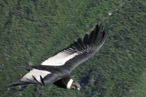 Excursión de un día al Cañón del Colca desde Arequipa con final en Puno