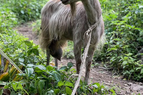 Serra Malagueta - Ribeira de Gongon - Hortelão Hike Hike Serra Malagueta - Ribeira de Gongon - Hortelão