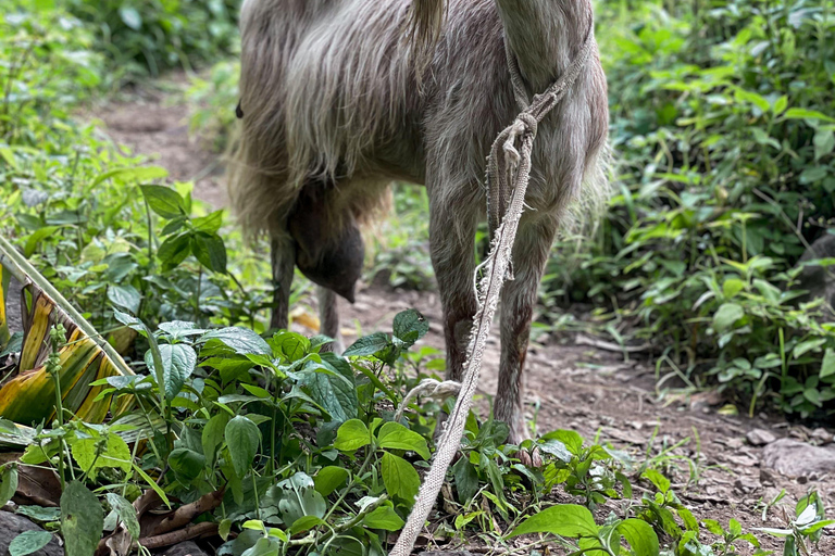 Serra Malagueta - Ribeira de Gongon - Hortelão Hike Hike Serra Malagueta - Ribeira de Gongon - Hortelão