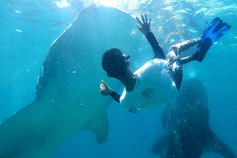 Cebu: nuoto con gli squali balena e canyoning alle cascate Kawasan