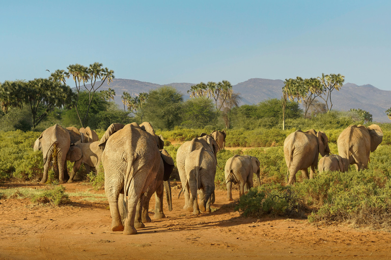 Samburu National Reserve 3-Day Safari from Nairobi
