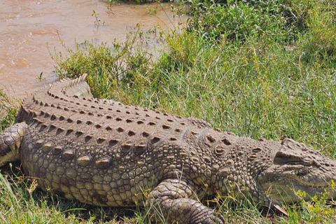 Nairobi National Park Game Drive Safari With Pick-Up