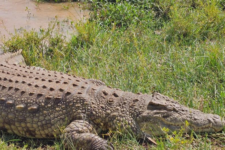 Nairobi National Park Game Drive Safari With Pick-Up
