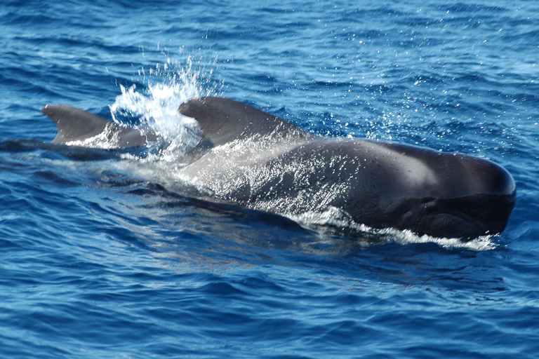 Gran Canaria Dolphin Safari and a swim