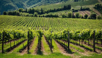 Valdobbiadene, Winery Tour with Wine and Food Tasting - Housity