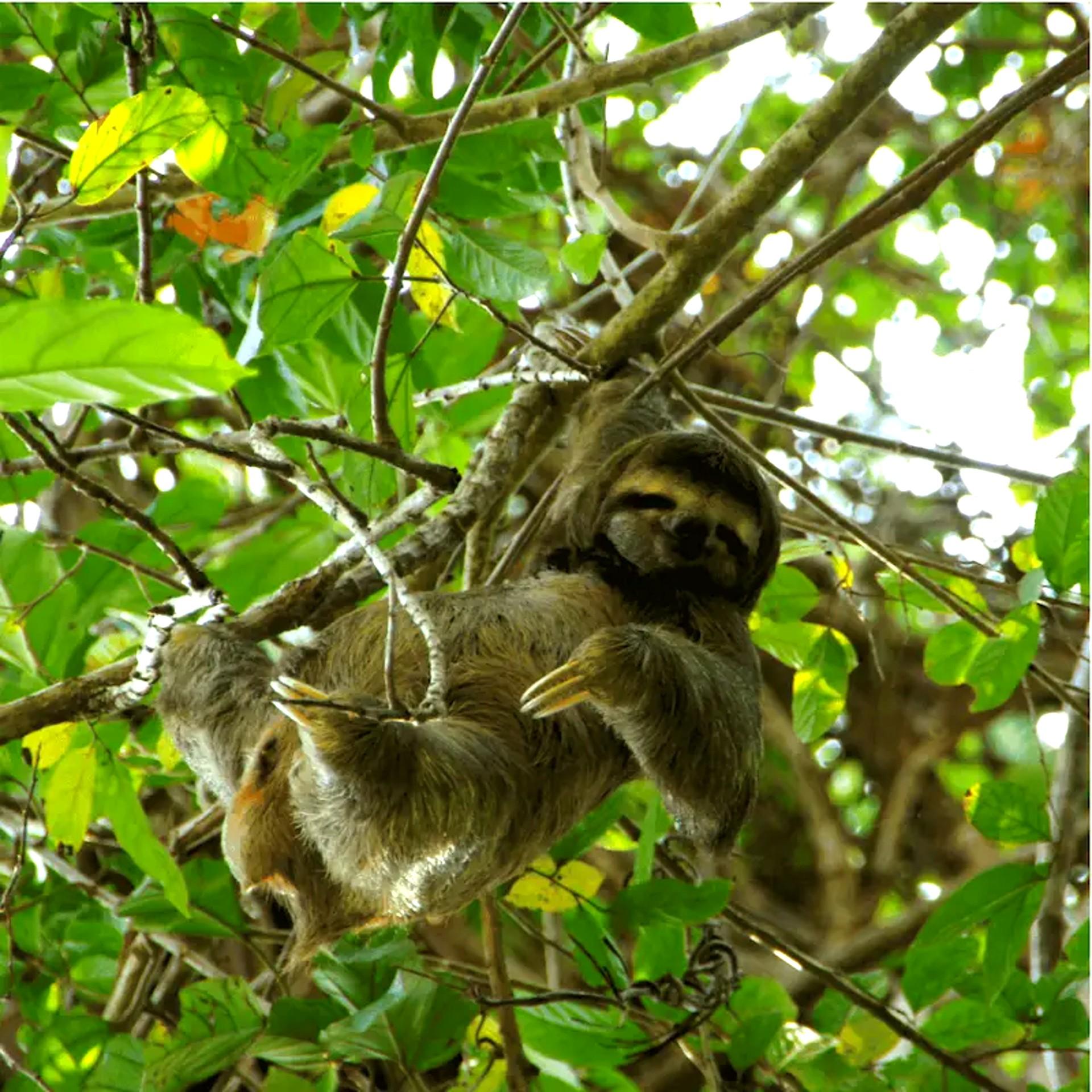 Manuel Antonio: Tour mit einheimischem Guide, Eintritt in den Park inbegriffen