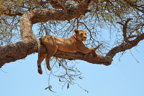 Arusha : 7 jours de safari au Serengeti et au Ngorongoro