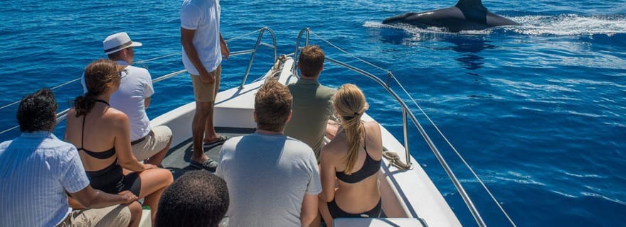 Sortie en mer : Dauphins et paysages côtiers de Mahdia