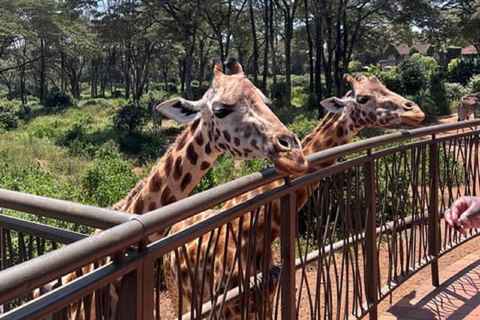 Parco nazionale di Nairobi, orfanotrofio degli elefanti e centro delle giraffeParco Nazionale di Nairobi, DSWT e Centro delle Giraffe senza ingresso