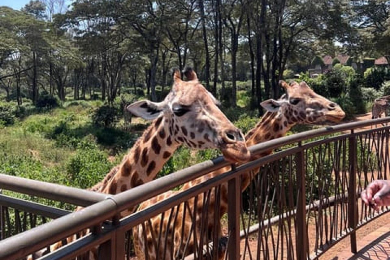Parco nazionale di Nairobi, orfanotrofio degli elefanti e centro delle giraffeParco Nazionale di Nairobi, DSWT e Centro delle Giraffe senza ingresso