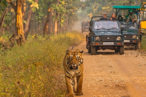 Safari aventure à BardiaSafari aventure avec des tigres à Bardia