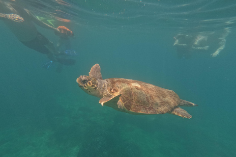 Paphos: Schildpadden kijken Snorkelen Zee Scooter Trip