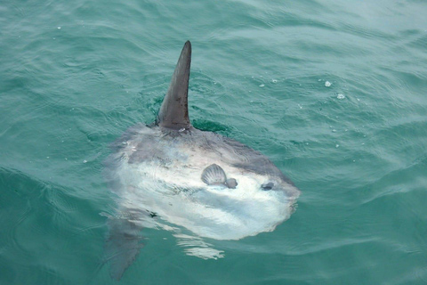 Padstow: Guided RIB Sealife Safari