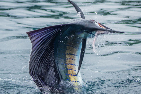 Fishing sporting zanzibar