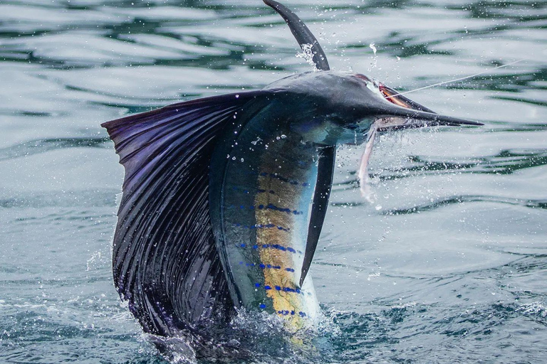 Fishing sporting zanzibar