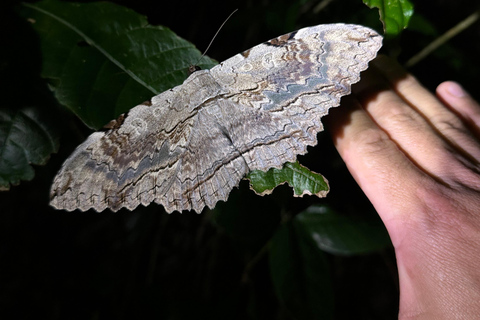 Monteverde: Night Tour with Night Vision Goggles