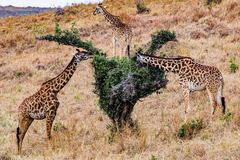 Nairobi National Park: Early Morning / Afternoon Game Drive