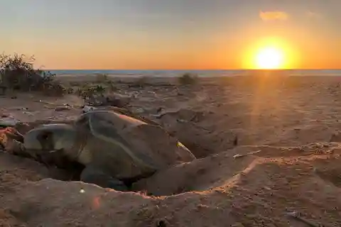 Excursion sur les traces des tortues à Ngulbitjik (île de sable nu)