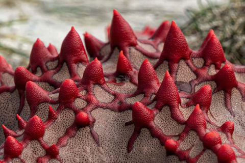 Pingwe: Tandem Clear Kayak Adventure i restauracja w skale