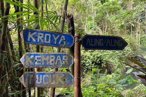 North Bali: Dolphin Swim, Snorkeling, & Waterfall Cliff Jump Small Group With Hotel Transfer Central Bali