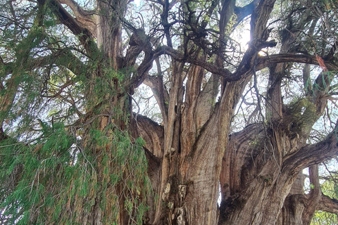 MTB Bike Tour: Tule Tree through the country-side