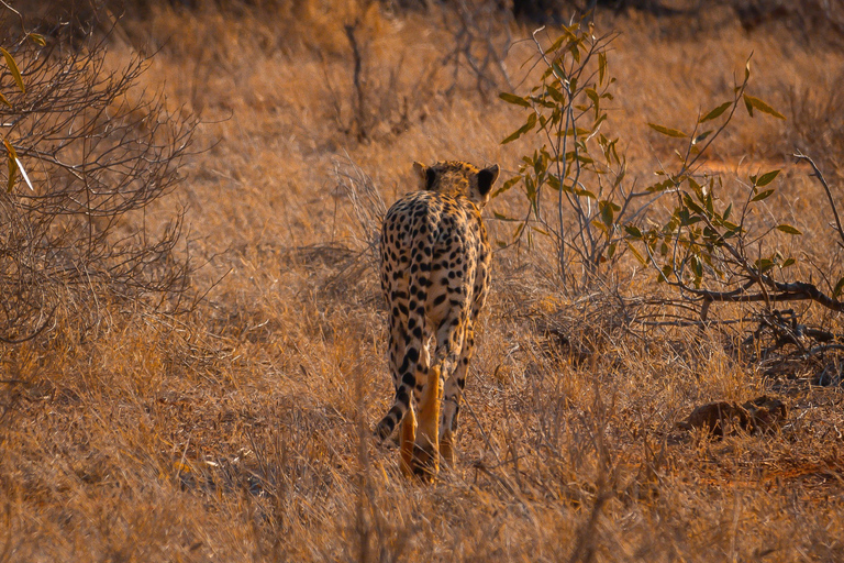 From Diani Beach or Mombasa: 2-Day Tsavo East Safari