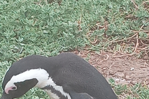 From Cape Town: Whale Watching and Penguins Tour Whale watching route tour