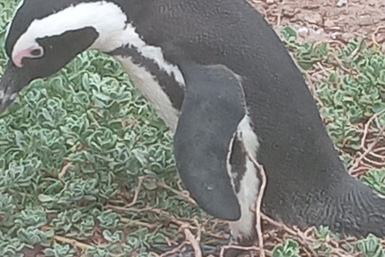 From Cape Town: Whale Watching and Penguins Tour Whale watching route tour