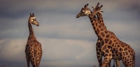 8 Days Experience Gorilla, Chimps, And Big Five - Housity