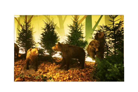 From Bucharest: Hunting Museum Posada with Tickets Included