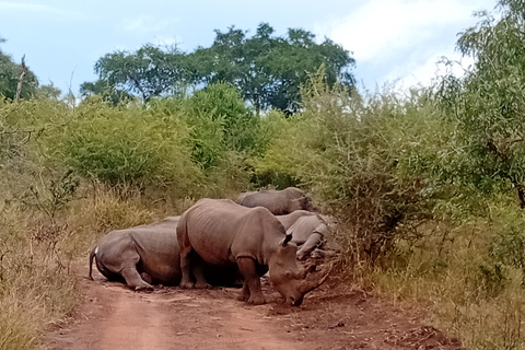 Eswatini: Rhino Walk in Hlane Royal National Park