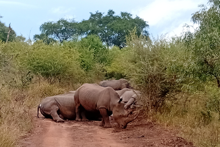 Eswatini: Rhino Walk in Hlane Royal National Park