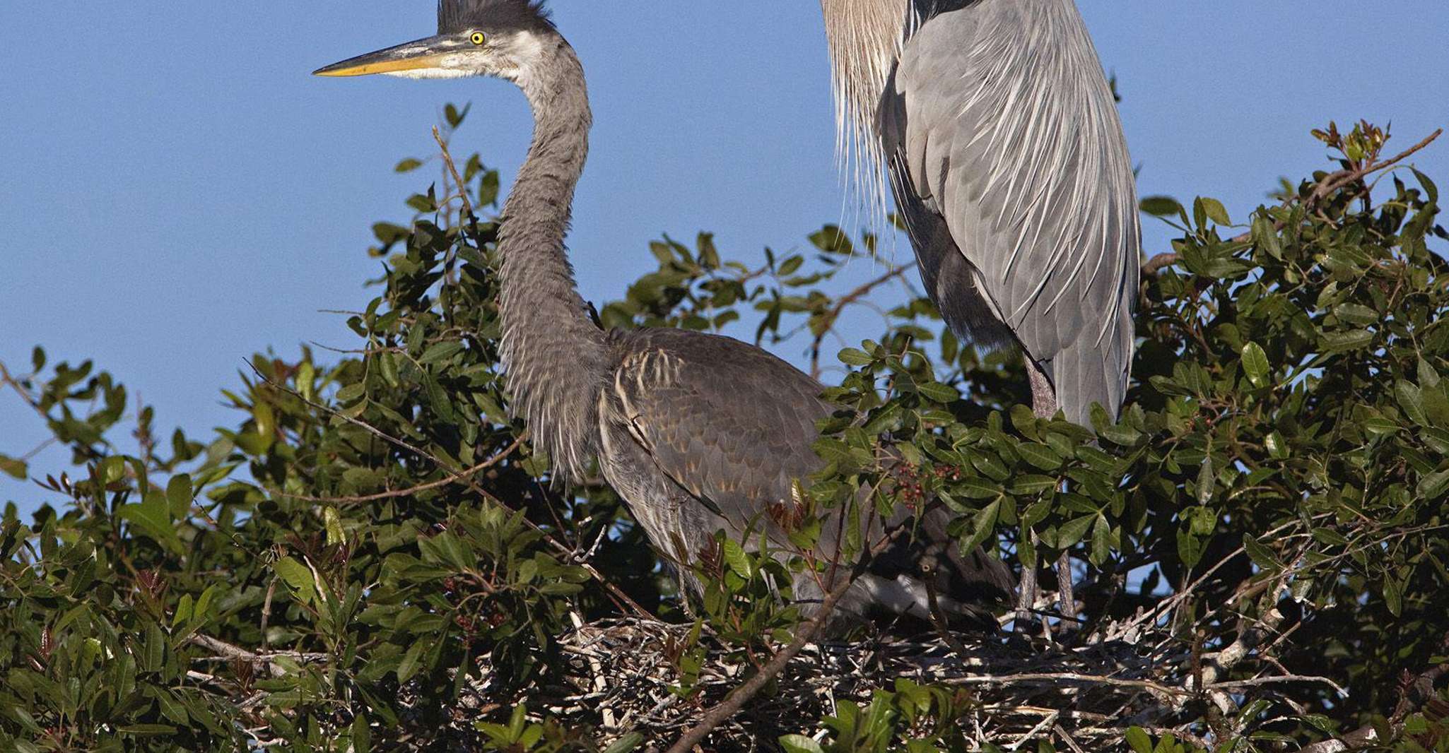 Cocoa Beach, Thousand Islands Banana River Boat Cruise - Housity