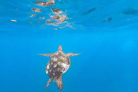 Waikiki Excursión de snorkel con tortugas marinas