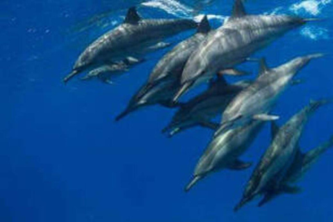 Zanzibar – delfiny, żółwie i konieSafari kajakiem z delfinami i żółwiami