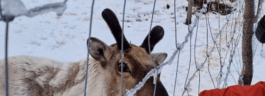 Depuis Seyðisfjörður : Canyon de Stuðlagil et visite du parc à rennes