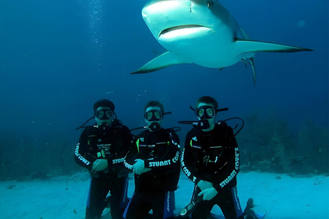 2 días de buceo en Santa Cruz - Islas Galápagos