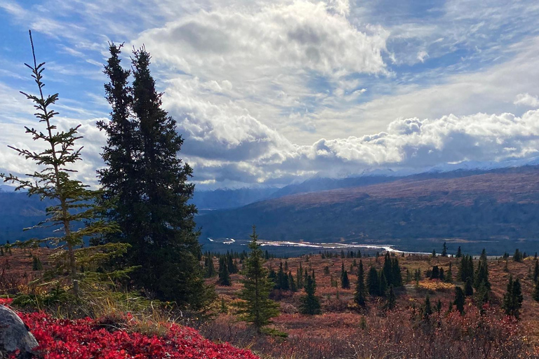 Denali: 5-Hour Guided Wilderness Hiking Tour Denali 4-Hour Hiking Tour