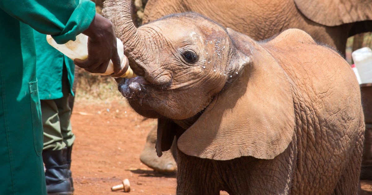 Von Nairobi Aus David Sheldrick Elephant Trust Halbtagestour