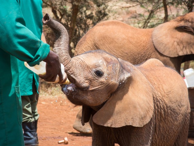 Visit From Nairobi David Sheldrick Elephant Trust Half Day Tour in Nairobi, Kenya