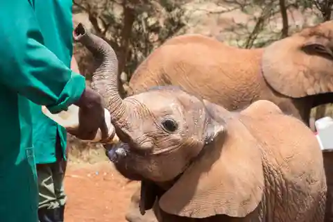 From Nairobi: David Sheldrick Elephant Trust Half-Day Tour