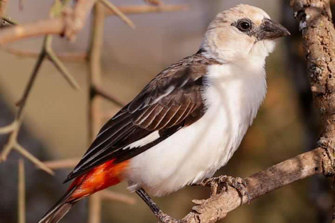 Demi-journée au parc national de Nairobi avec prise en charge gratuite