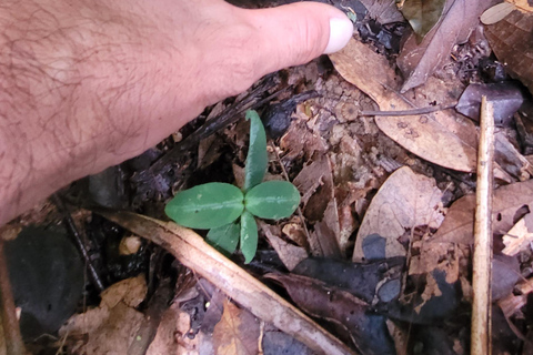 JUATINGA: Excursión de 4 días SELVA ATLÁNTICA y PLAYAS - PARATY - RIO DE JANEIRO